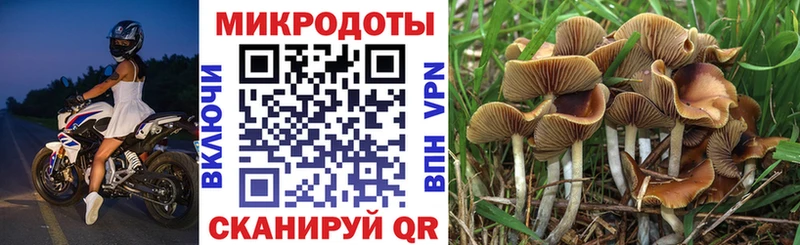 Галлюциногенные грибы Psilocybine cubensis Купить где Новоалександровск